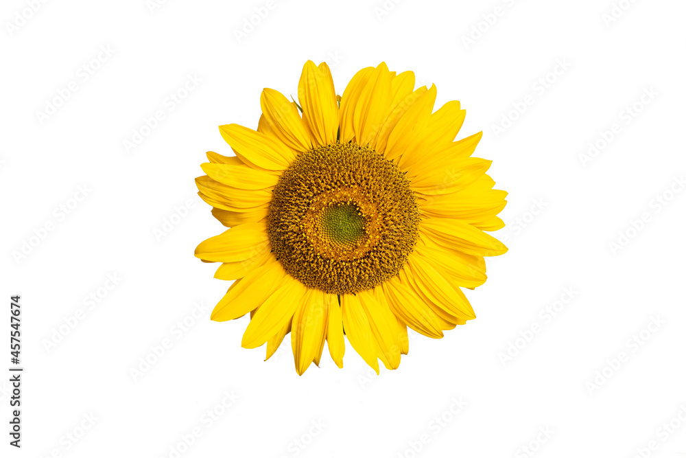 Fototapeta premium Sunflower on white background.