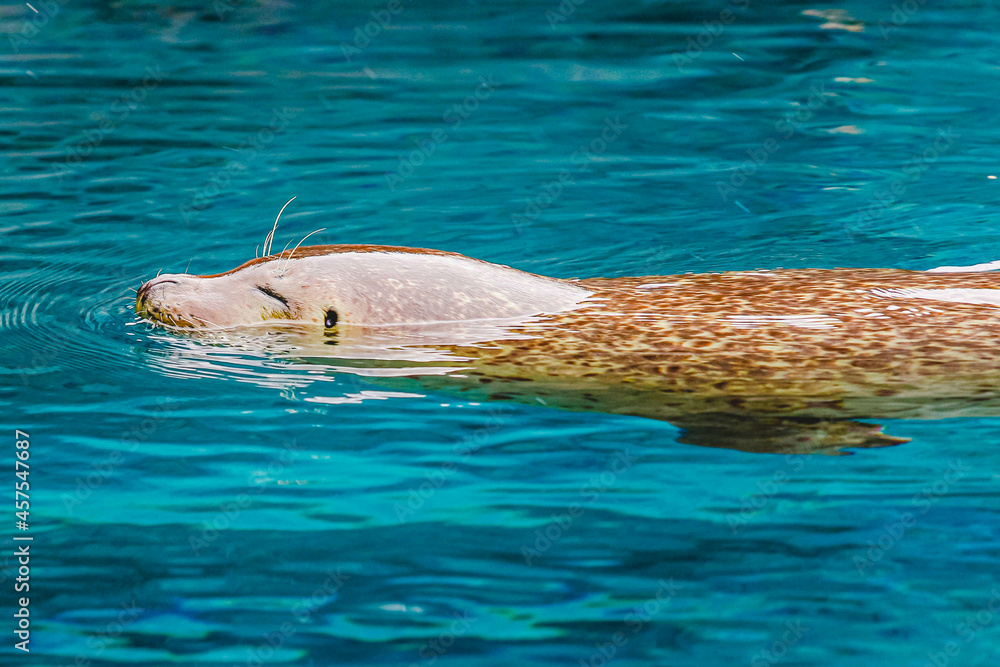 Obraz premium 睡眠アザラシ