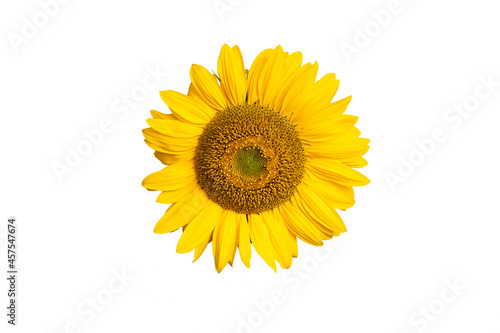 Sunflower on white background.
