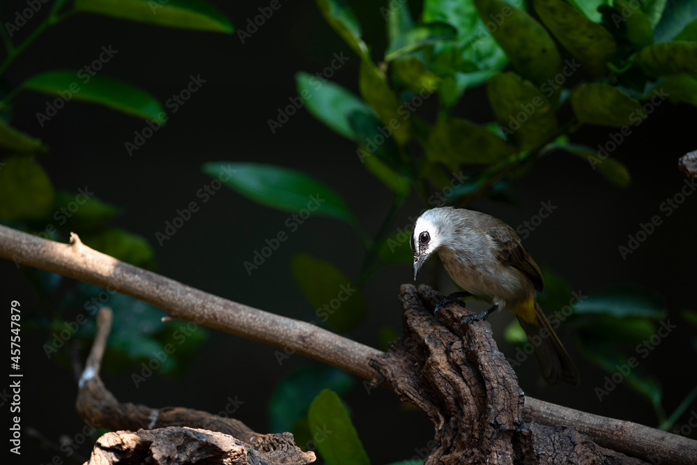 Yellow - vented Bulbul