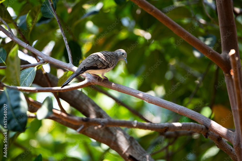Zebra Dove Zebra Dove
