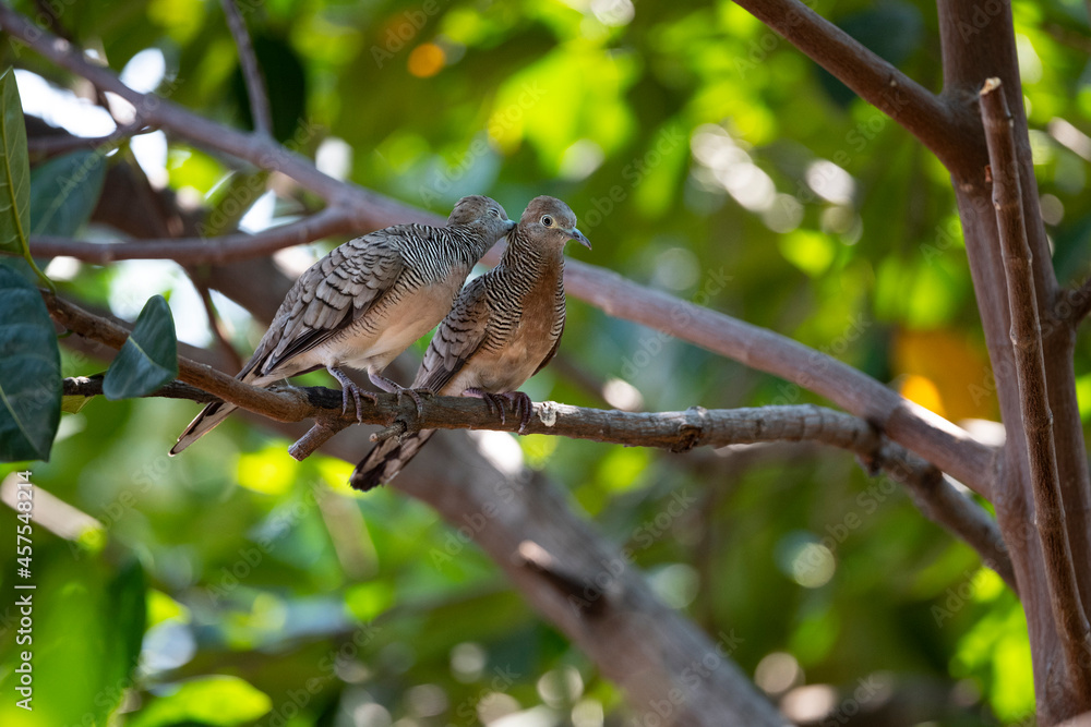 Zebra Dove Zebra Dove