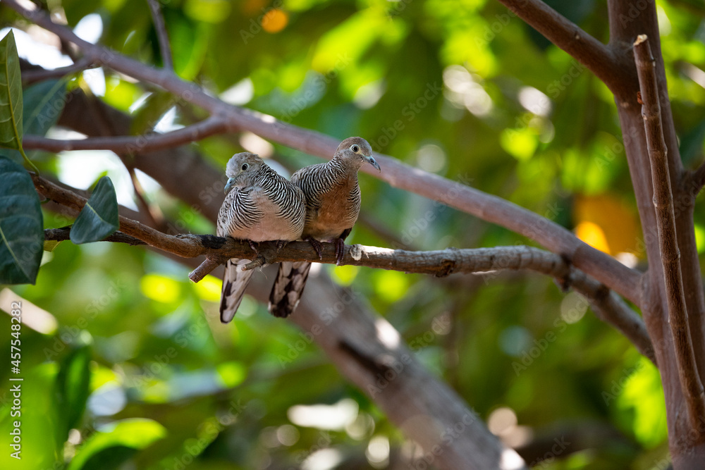 Zebra Dove