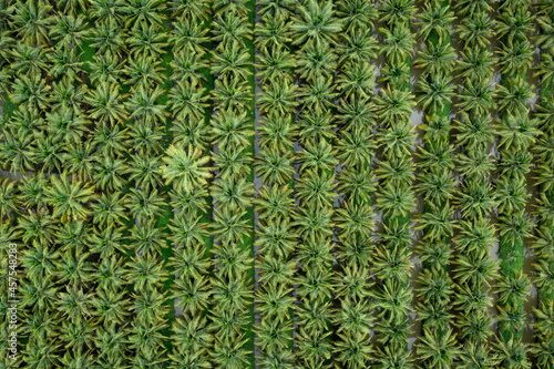 coconut agricultural fields plantation green color in a row aerial top view