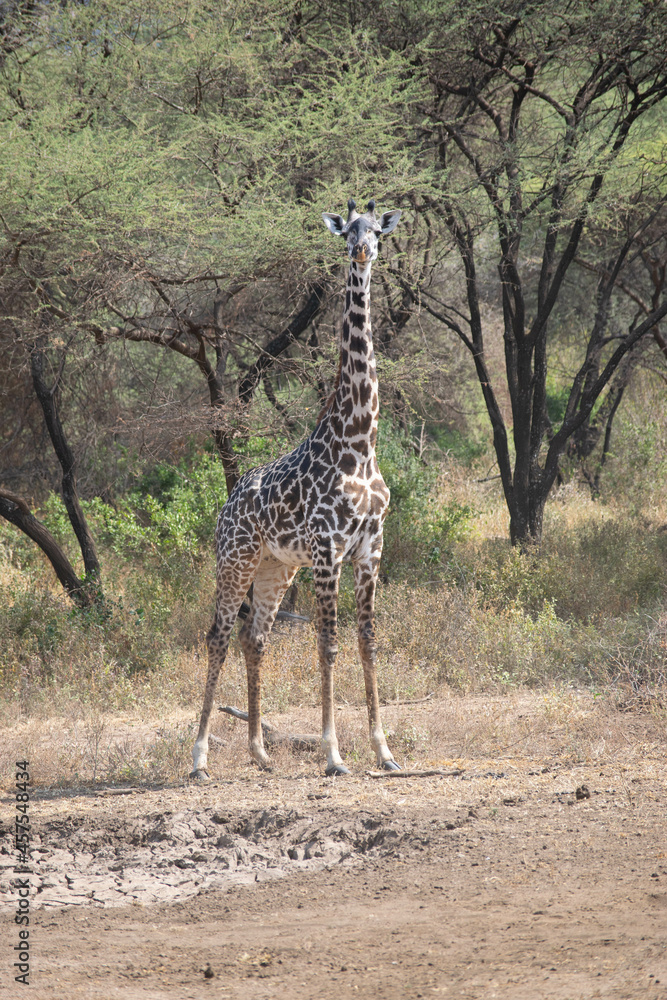 Obraz premium Tanzania