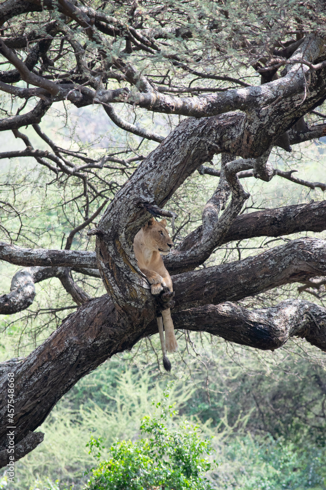 Fototapeta premium Tanzania