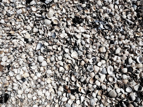 Shells from gastropods of bivalve molluscs living in the Azov and Black seas. Beige, brown, black, white seashells on the shore. The village of Golubitskaya. photo