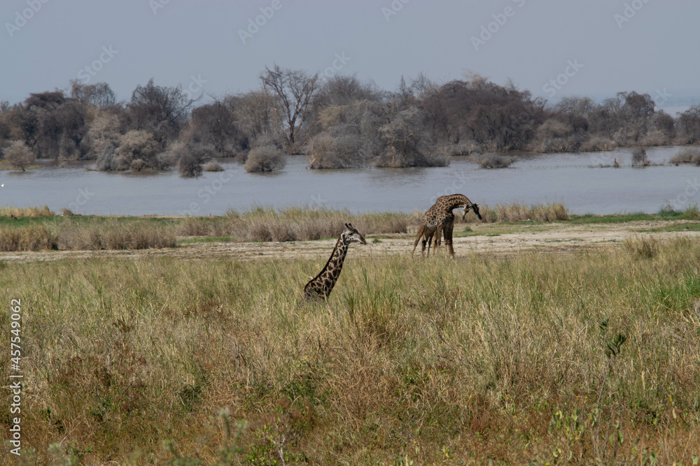 Naklejka premium Tanzania
