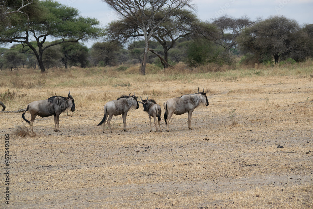 Fototapeta premium tanzania