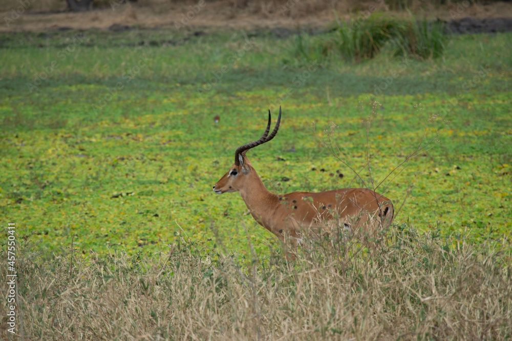 Tanzania Tanzania
