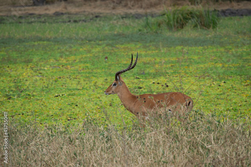 Tanzania