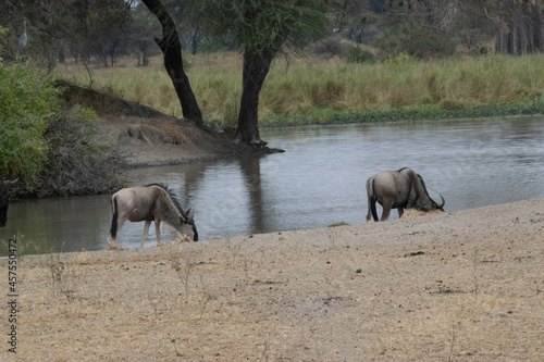 Tanzania