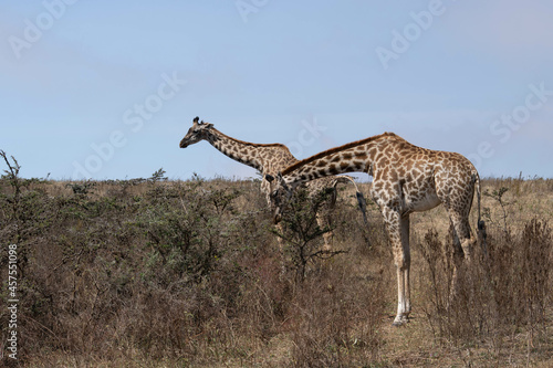 Tanzania