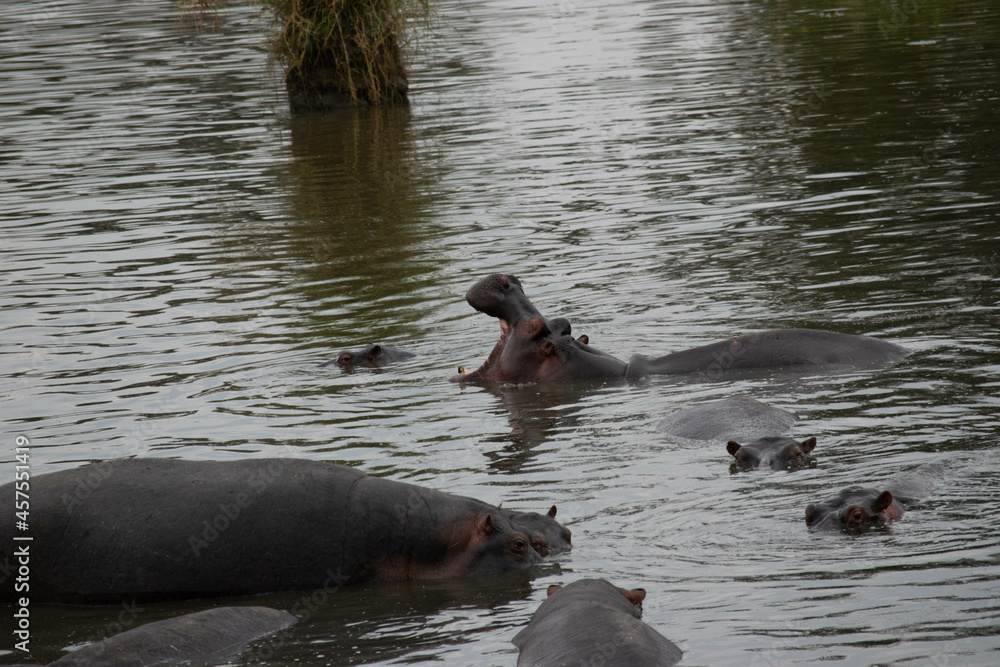 Fototapeta premium Tanzania