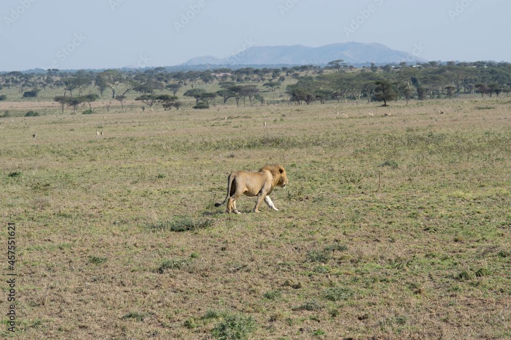 Fototapeta premium tanzania