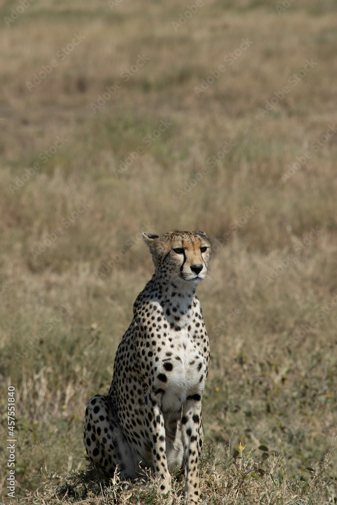 Tanzania Tanzania