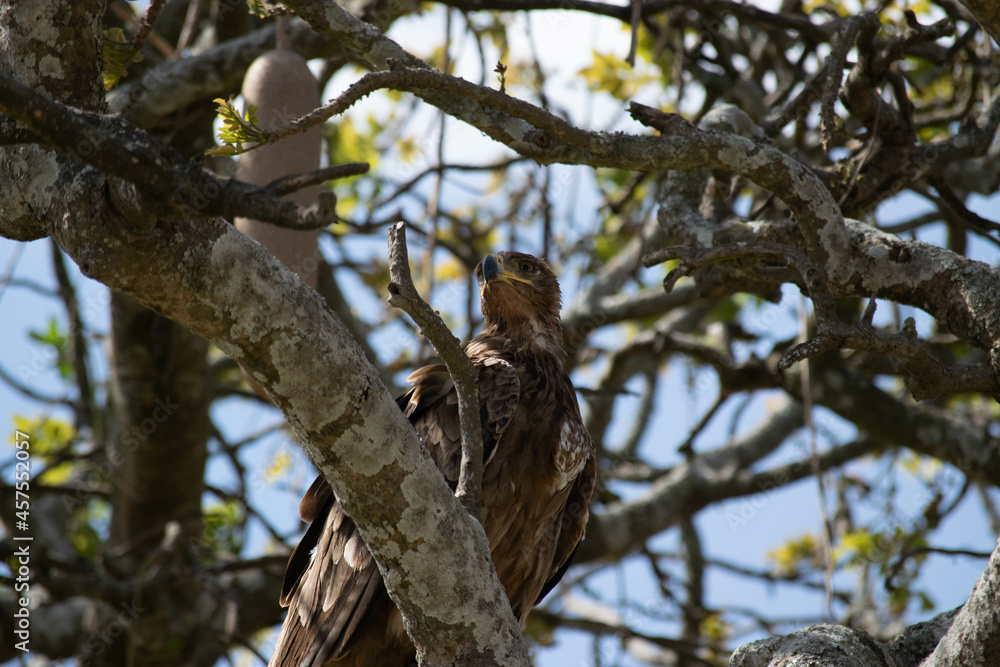 Tanzania Tanzania