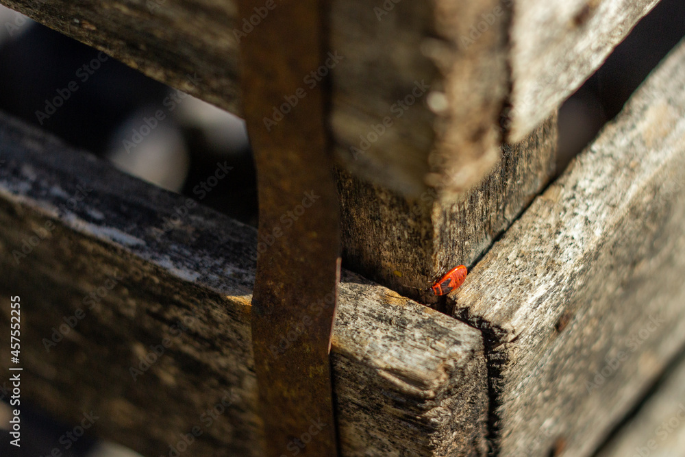 Fototapeta premium Red beetle soldier sits on a wooden box basking in the sun on a summer day