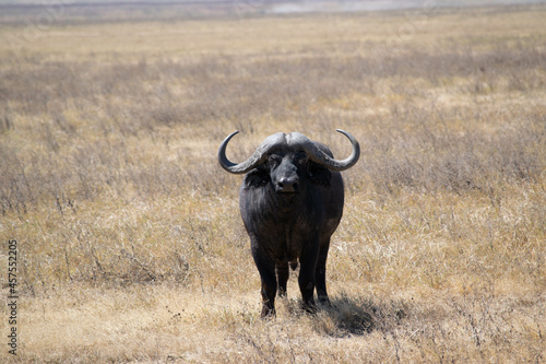 Tanzania