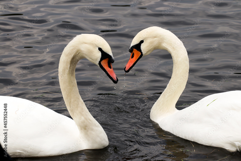 Obraz premium swans on the lake