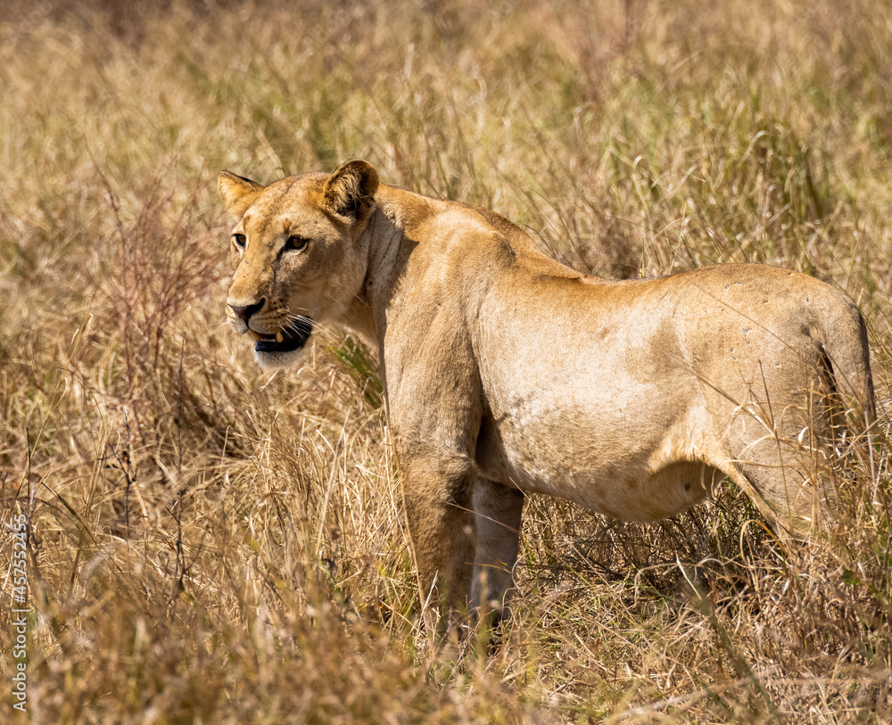 lioness in the savannah of Mikumi lioness in the savannah of Mikumi