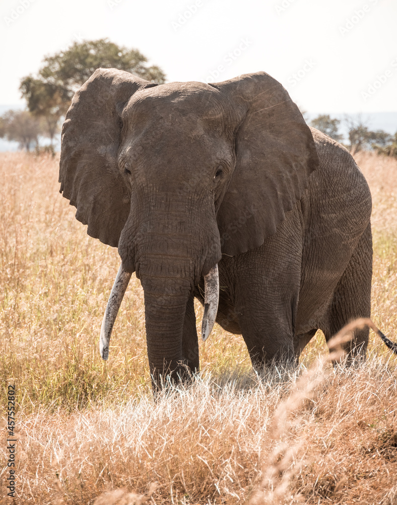 Obraz premium African Elephant in the savannah of Mikumi