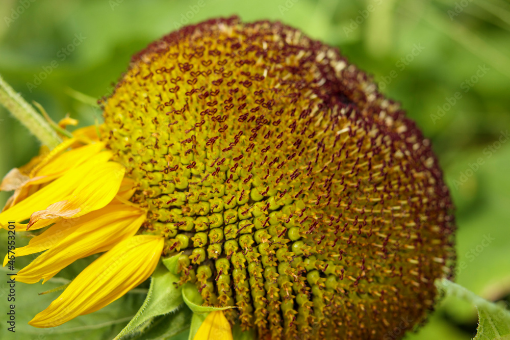 ひまわりの花の管状花の開花で丸く盛り上がった中央部分 ひまわりの花の管状花の開花で丸く盛り上がった中央部分