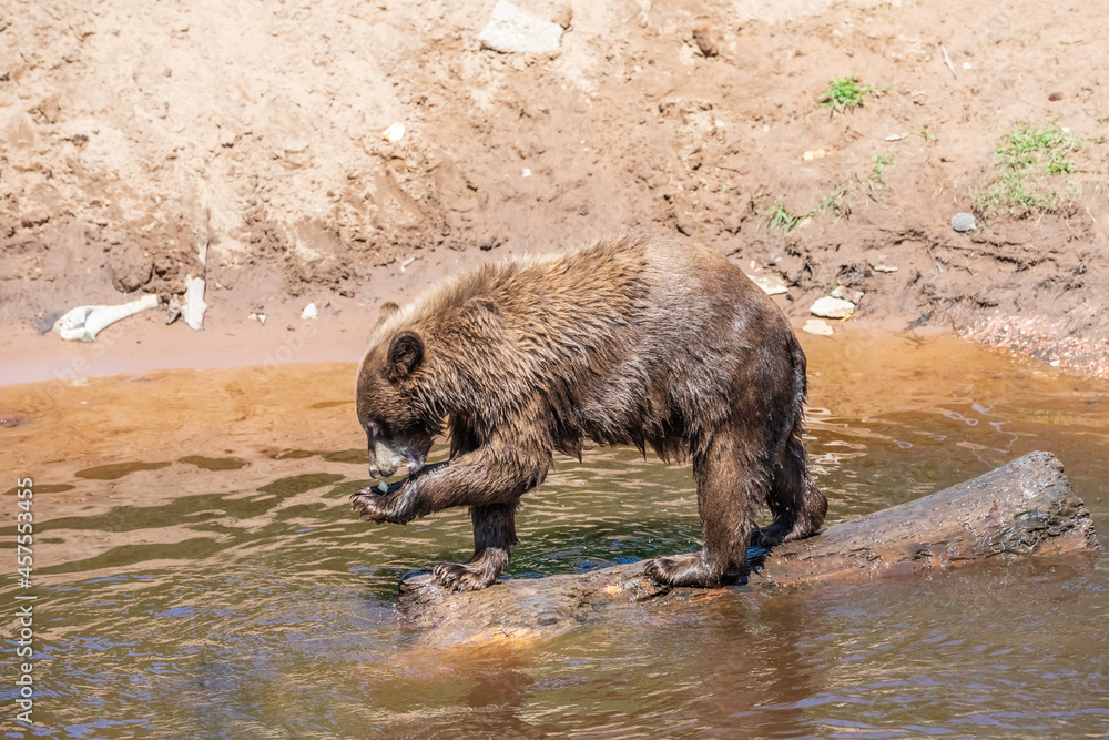 wild boar in the forest