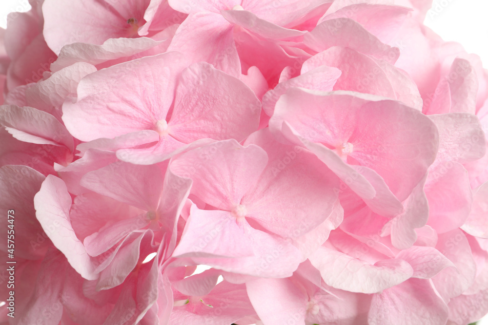 Beautiful pink hortensia flowers as background, closeup