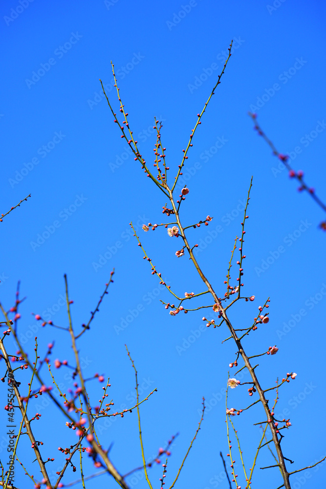 Obraz premium Pink flower blooms of the Japanese ume apricot tree, prunus mume