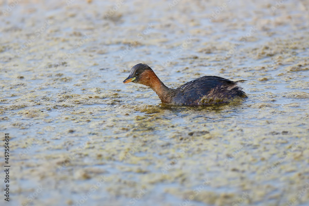 Fototapeta premium Close-up photo of little grebe (Tachybaptus ruficollis) swims on the water of the lake in a winter feather with a fish in its beak