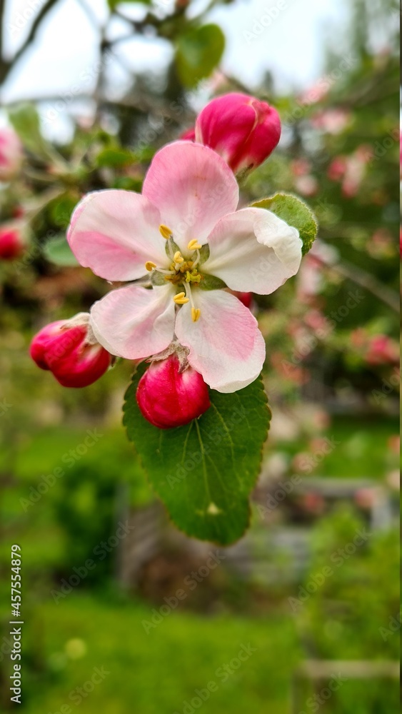 number of spring day apple blossoms, with white-pink flowers number of spring day apple blossoms, with white-pink flowers