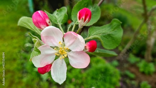 number of spring day apple blossoms  with white-pink flowers