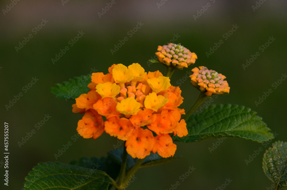 orange lantana flower orange lantana flower