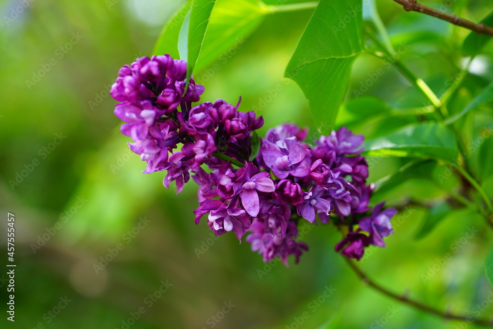 Purple flower clusters of fragrant lilac (syringa) Purple flower clusters of fragrant lilac (syringa)