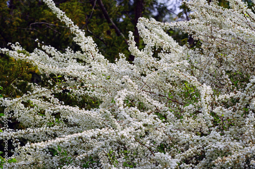 View of the small white flowers of a spirea Bridal Wreath bush © eqroy