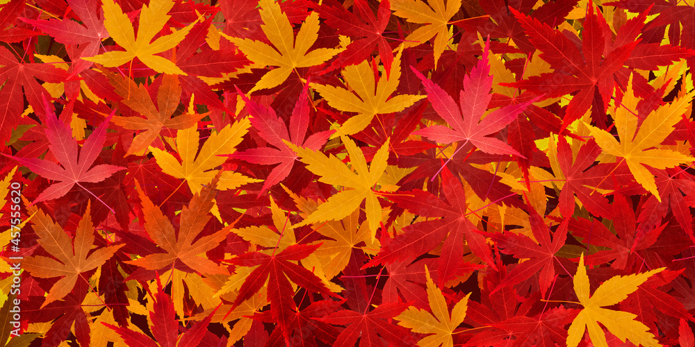 もみじ 紅葉 葉 イラスト リアル 背景 絨毯 Stock Illustration Adobe Stock もみじ 紅葉 葉 イラスト リアル 背景 絨毯 Stock Illustration Adobe Stock