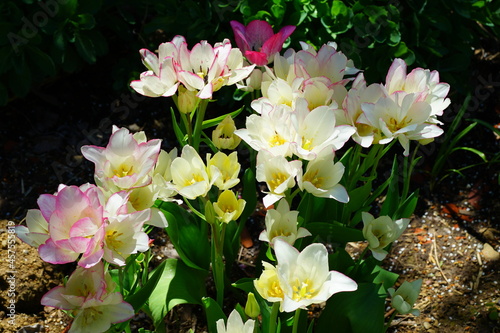 White and pink multiflowering bouquet tulip flowers Candy Club