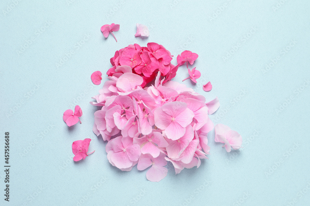 Beautiful hortensia flowers on pale light blue background, flat lay Beautiful hortensia flowers on pale light blue background, flat lay