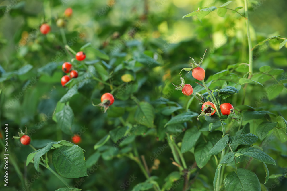 Rose hip bush with ripe red berries in garden
