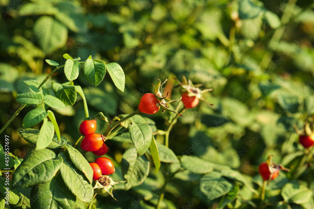 Rose hip bush with ripe red berries in garden