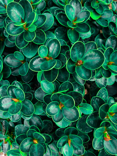 abstract background green heart shaped leaves