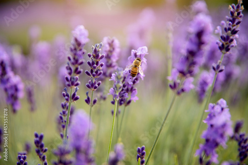 lavender field region