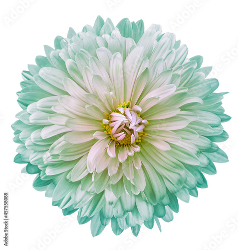 Fototapeta Naklejka Na Ścianę i Meble -  Turquoise-green  chrysanthemum flower  on white isolated background. Closeup. For design. Nature.