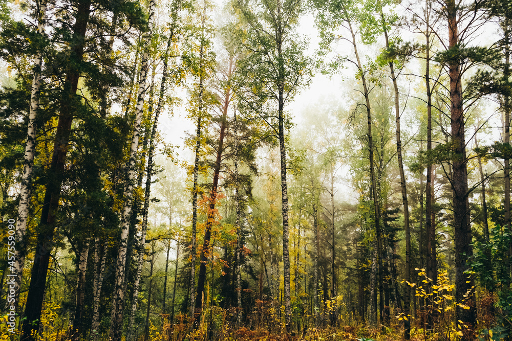 Autumn forest Autumn forest