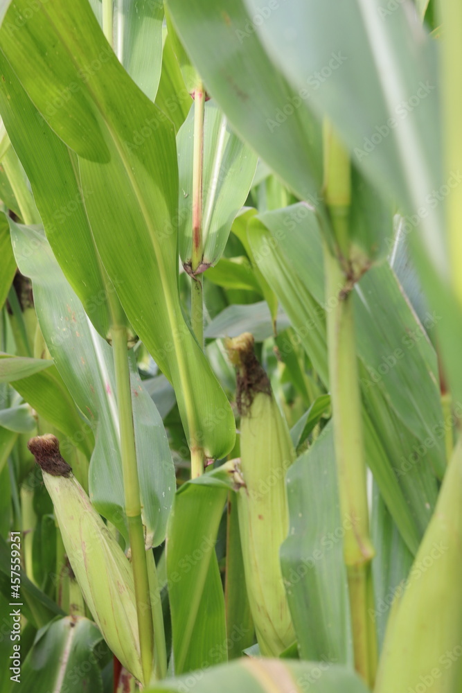 Cobs of corn peeking through the green leaves of the plant in a cornfield. Cobs of corn peeking through the green leaves of the plant in a cornfield.