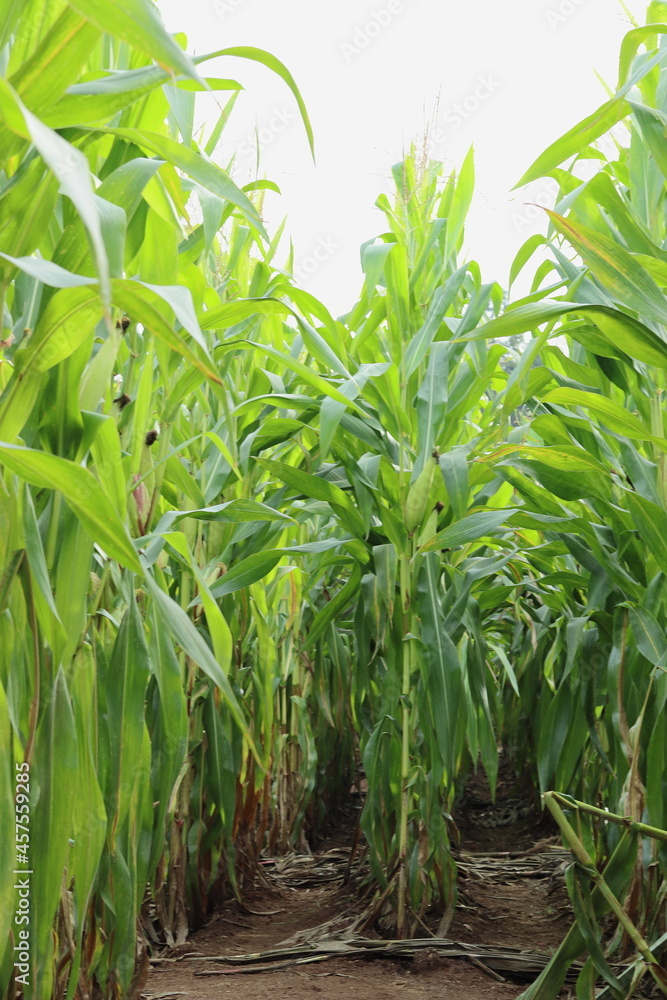 Rows of corn plants in a plantation. Vertical image. Rows of corn plants in a plantation. Vertical image.