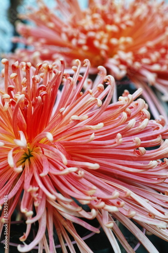 菊 chrysanthemum