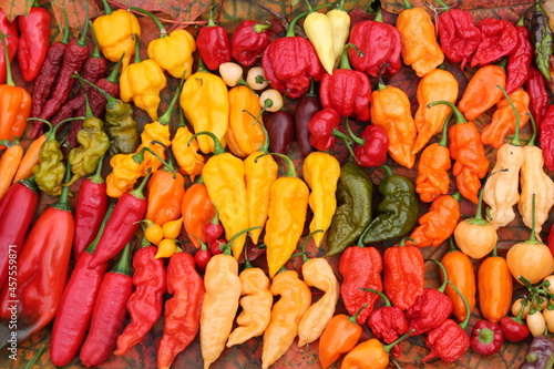 Slika na platnu Background with hot red, yellow and orange chili peppers of different shapes