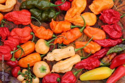 Background with hot red  yellow and orange chili peppers of different shapes. Bright harvest of hot peppers. Harvest time